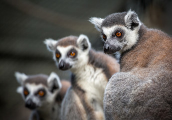  Face of  Ring-tailed lemur.