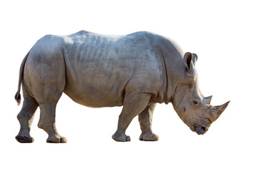 Obraz premium White rhino isolated on a white background.