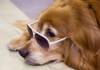 Golden dog face wearing glasses.