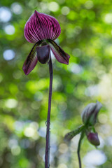 Paphiopedilum orchids are blooming in the garden.