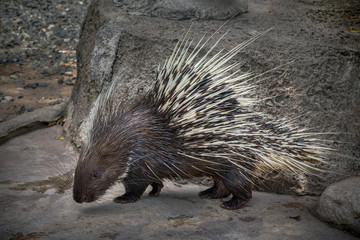Malayan porcupine, relaxing in nature.