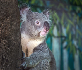 Koala on the tree.