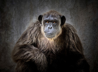 Portrait of a chimpanzee.