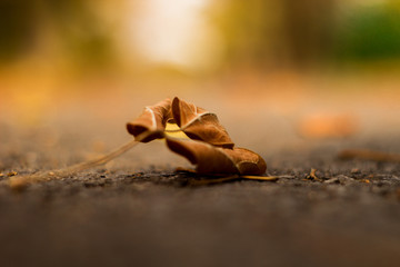 Yellow orange autumn leaf on a ground, autumn season, close up leaf