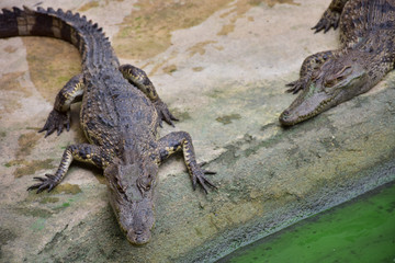 Obraz premium Crocodiles in Phokthara Crocodile Farm
