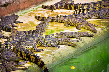 Crocodiles in Phokthara Crocodile Farm