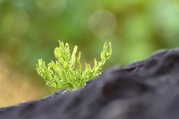 The cactus tree is placed on a rock with a green nature background.Collection of various cactus and succulent plants.