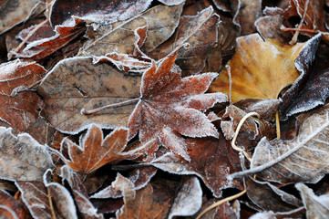霜が降りた落ち葉