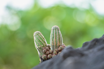 The cactus tree is placed on a rock with a green nature background.Collection of various cactus and succulent plants.