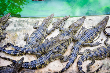 Crocodiles in Phokthara Crocodile Farm