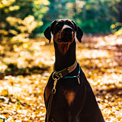 Great black dog Doberman sit on the ground in autumn on the background of yellow leaves