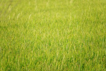 Beauty background with Green rice field in thailand