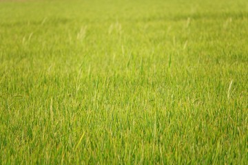 Beauty background with Green rice field in thailand