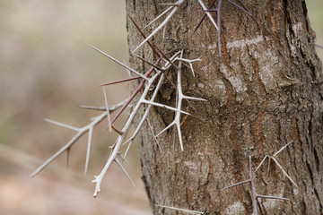 Thorns of a honey locust tree growing from the bark