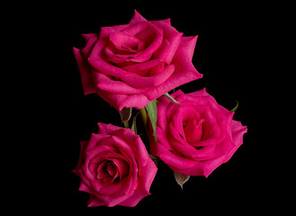 Three Pink Rose flowers Isolated on Black Background