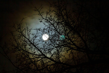 Full Moon with halo through branches, colorful
