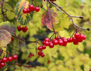 Viburnum berries red and ripe on a branch close-up view 