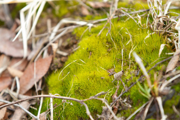 Moss on a forest floor with branches or twigs and dead leaves