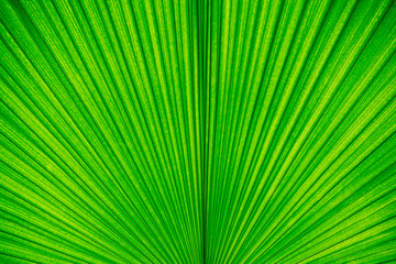 Fototapeta premium Abstract background from green palm leaf texture. Nature wallpaper and backdrop.