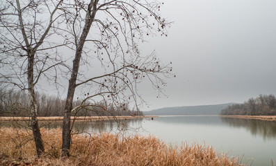Winter lake landscape with bare branches on trees