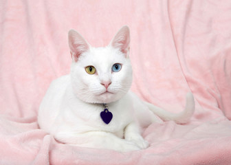 Adorable white kitten with heterochromia, odd-eyed, laying on a pink blanket looking directly at viewer. Collar with blank name tag.