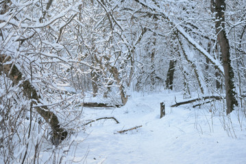Beautiful winter forest on a sunny day