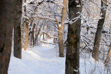 Beautiful winter forest on a sunny day