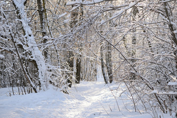 Beautiful winter forest on a sunny day