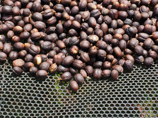 natural process or dry process of coffee cherry bean on the net  
