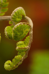 young fern leaf. nature background