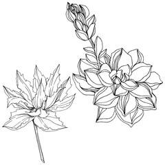 Vector Jungle botanical succulent flower. Black and white engraved ink art. Isolated succulents illustration element.