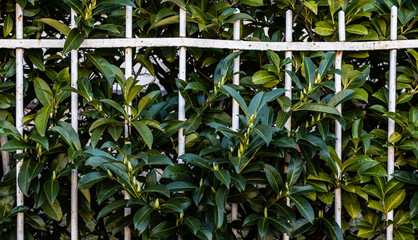 Obraz premium Gartenzaun und grüne Hecke