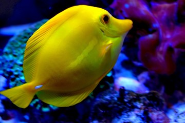 Zebrasoma is a genus of surgeonfishes native to the Indian and Pacific Oceans. They have disc-shaped bodies and sail-like fins