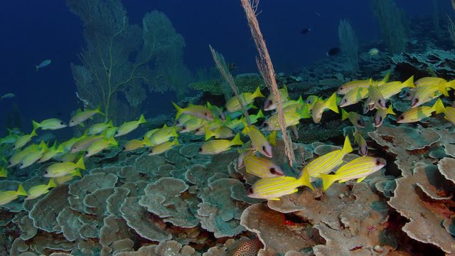 A school of Bluestripped snapper (Lutjanus kasmira) are swimming in a coral Reef,, Maldives, Indian ocean, slow motion