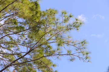 bush green leaves and branches of pine tree with blue sky