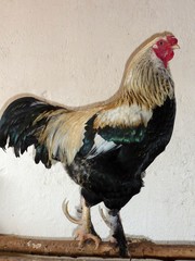 Proud cock