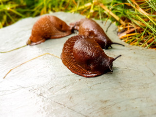 Land slugs