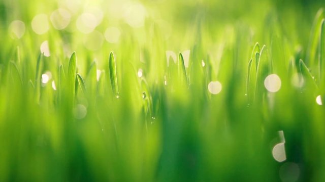 close up fresh green grass or wheatgrass with dew rain water drops on leaf  at the morning , relax and nature fresh concept