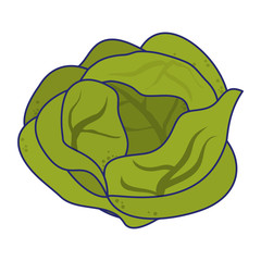 Lettuce vegetable food symbol blue lines