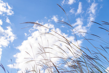 pampas grass in the wind with clouds and sky
