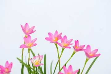 Fototapeta premium purple rain lily flower on white background.