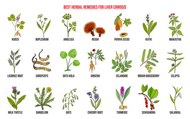 Obraz premium Best herbal remedies for liver cirrosis