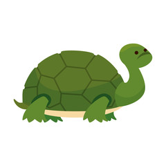 Naklejka premium cute turtle wild character