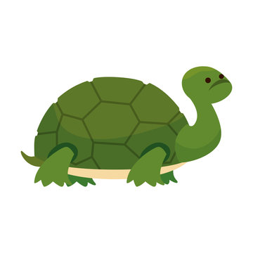 cute turtle wild character