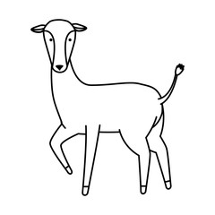 african female antelope wild character