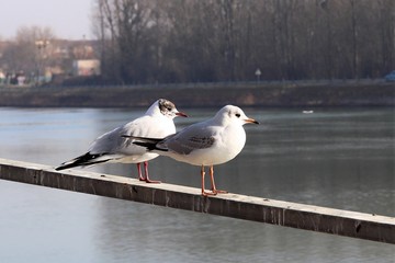 LA RIVIERE SAONE ET SES QUAIS A MACON - SAONE ET LOIRE - BOURGOGNE - FRANCE