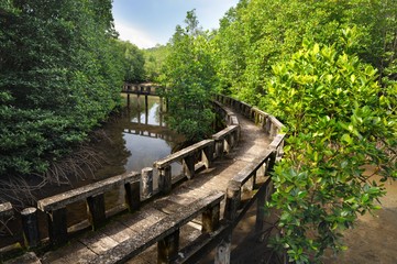 Cement walkway in mangrove forest on tropical Koh Chang island in Thailand
