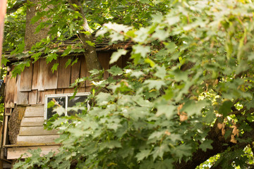 hidden window in trees