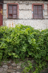 Fototapeta na wymiar vines growing outside and abandoned house