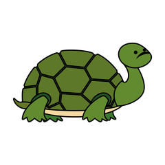 cute turtle wild character